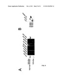 ANTIBODIES AGAINST DOMAINS OF LAMININ-332 diagram and image