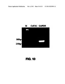 ANTIBODIES AGAINST DOMAINS OF LAMININ-332 diagram and image