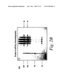 SINGLE CHAIN Fc (ScFc) REGIONS, BINDING POLYPEPTIDES COMPRISING SAME, AND     METHODS RELATED THERETO diagram and image