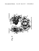 SINGLE CHAIN Fc (ScFc) REGIONS, BINDING POLYPEPTIDES COMPRISING SAME, AND     METHODS RELATED THERETO diagram and image