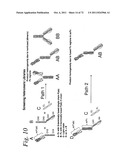 SINGLE CHAIN Fc (ScFc) REGIONS, BINDING POLYPEPTIDES COMPRISING SAME, AND     METHODS RELATED THERETO diagram and image