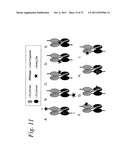 SINGLE CHAIN Fc (ScFc) REGIONS, BINDING POLYPEPTIDES COMPRISING SAME, AND     METHODS RELATED THERETO diagram and image