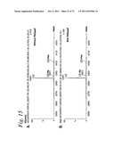 SINGLE CHAIN Fc (ScFc) REGIONS, BINDING POLYPEPTIDES COMPRISING SAME, AND     METHODS RELATED THERETO diagram and image