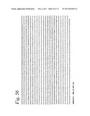 SINGLE CHAIN Fc (ScFc) REGIONS, BINDING POLYPEPTIDES COMPRISING SAME, AND     METHODS RELATED THERETO diagram and image