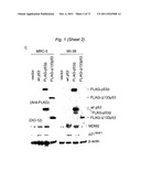 THERAPEUTIC APPLICATIONS OF P53 ISOFORMS IN REGENERATIVE MEDICINE, AGING     AND CANCER diagram and image