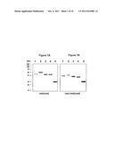 Chimeric MSP-Based Malaria Vaccine diagram and image