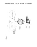 POLYNUCLEOTIDES ALLOWING THE EXPRESSION AND SECRETION OF RECOMBINANT     PSEUDO-VIRUS CONTAINING FOREIGN EPITOPES, THEIR PRODUCTION, AND USE diagram and image