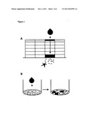 Method for diagnosing and creating immunogenic tolerance in contact     allergy and other epithelial immunotoxicological ailments diagram and image