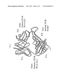 Method for Rational Mutagenesis of Alpha/Beta T-Cell Receptors and     Correspondingly Mutated MDM2-Protein Specific Alpha/Beta T-Cell Receptors diagram and image