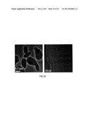 MESOPOROUS MATERIAL EXCIPIENTS FOR POORLY AQUEOUS SOLUBLE INGREDIENTS diagram and image