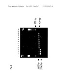 HERBICIDE TOLERANT COTTON PLANTS AND METHODS FOR IDENTIFYING SAME diagram and image