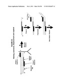 IMMUNO-AMPLIFICATION diagram and image