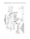 IMMUNO-AMPLIFICATION diagram and image