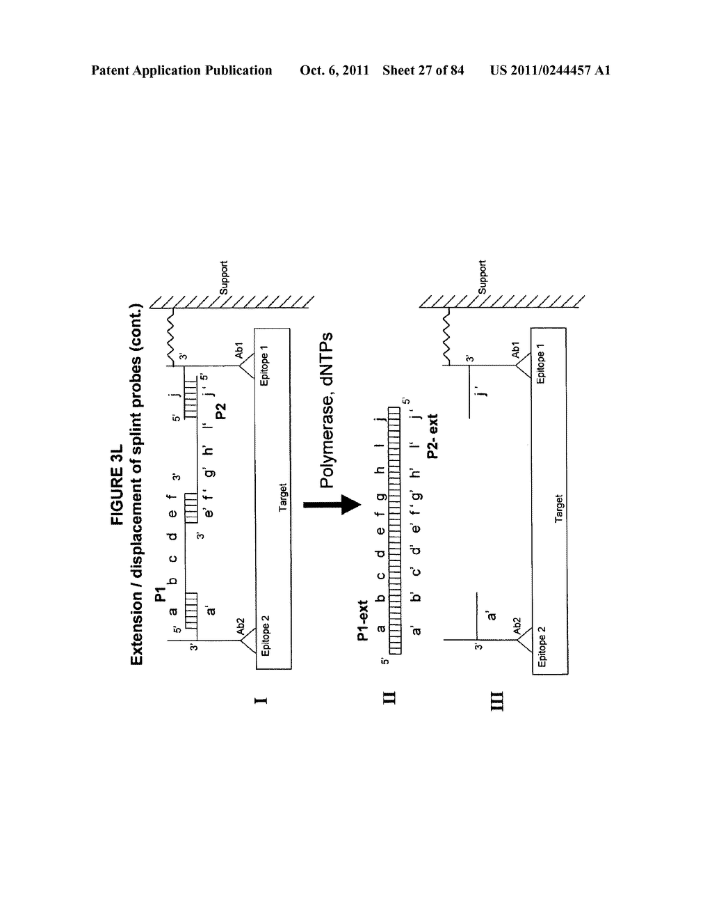 IMMUNO-AMPLIFICATION - diagram, schematic, and image 28