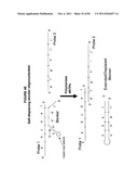 IMMUNO-AMPLIFICATION diagram and image