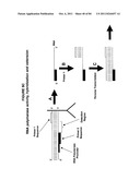 IMMUNO-AMPLIFICATION diagram and image