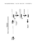 IMMUNO-AMPLIFICATION diagram and image