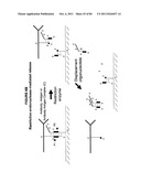 IMMUNO-AMPLIFICATION diagram and image