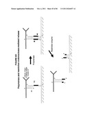 IMMUNO-AMPLIFICATION diagram and image