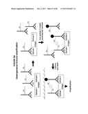 IMMUNO-AMPLIFICATION diagram and image