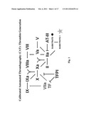 Methods and Compositions for Treating Bleeding Disorders diagram and image