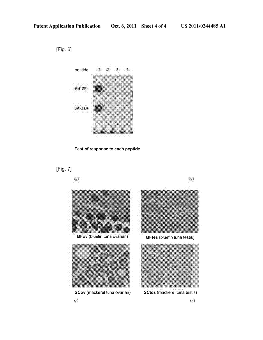 ANTI-TUNA VASA ANTIBODY - diagram, schematic, and image 05