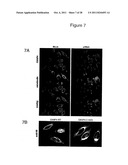 CELL-BASED  DETECTION OF APF THROUGH ITS INTERACTION WITH CKAP4 FOR     DIAGNOSIS OF INTERSTITIAL CYSTITIS diagram and image