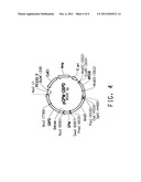 PENTOSE PHOSPHATE PATHWAY UPREGULATION TO INCREASE PRODUCTION OF     NON-NATIVE PRODUCTS OF INTEREST IN TRANSGENIC MICROORGANISMS diagram and image