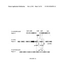 Compositions and Methods for Bacterial Production of Chondroitin diagram and image