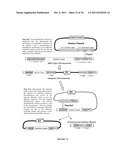 Compositions and Methods for Bacterial Production of Chondroitin diagram and image