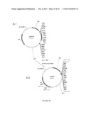 Compositions and Methods for Bacterial Production of Chondroitin diagram and image