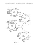 Compositions and Methods for Bacterial Production of Chondroitin diagram and image