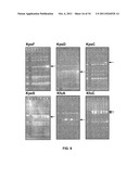 Compositions and Methods for Bacterial Production of Chondroitin diagram and image