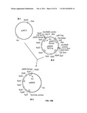 Compositions and Methods for Bacterial Production of Chondroitin diagram and image