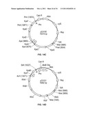 Compositions and Methods for Bacterial Production of Chondroitin diagram and image