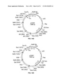 Compositions and Methods for Bacterial Production of Chondroitin diagram and image