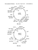 Compositions and Methods for Bacterial Production of Chondroitin diagram and image