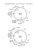 Compositions and Methods for Bacterial Production of Chondroitin diagram and image