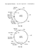 Compositions and Methods for Bacterial Production of Chondroitin diagram and image