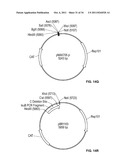 Compositions and Methods for Bacterial Production of Chondroitin diagram and image