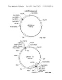 Compositions and Methods for Bacterial Production of Chondroitin diagram and image