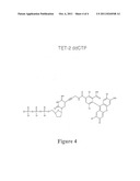 DNA Polymerases Having Improved Labeled Nucleotide Incorporation     Properties diagram and image