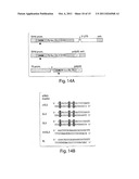 RNA SEQUENCE-SPECIFIC MEDIATORS OF RNA INTERFERENCE diagram and image