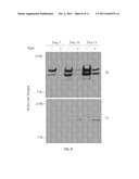 VOLUME EXCLUSION AGENT TO ENHANCE FORMATION OF EXTRACELLULAR MATRIX diagram and image