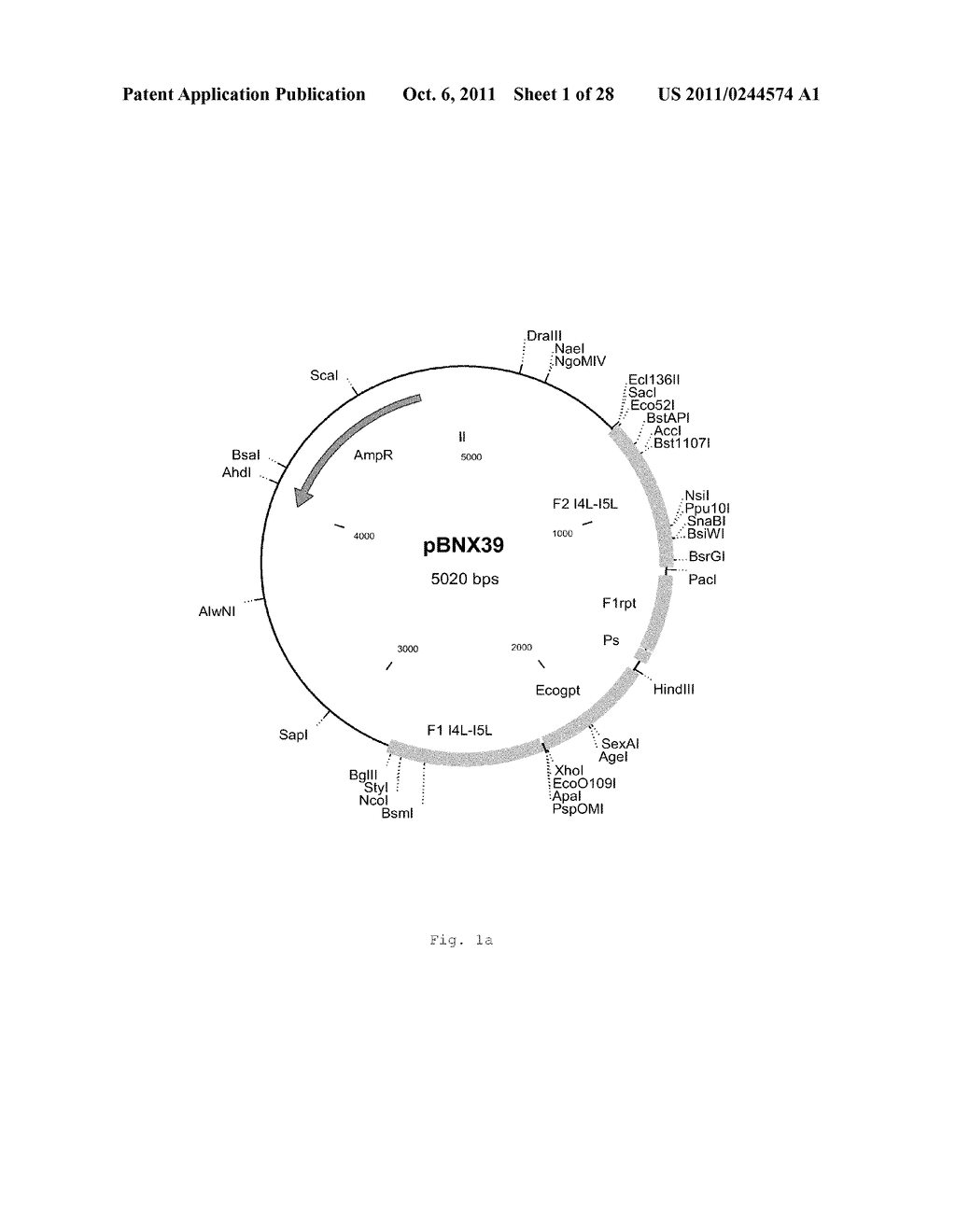 INTERGENIC REGIONS AS INSERTION SITES IN THE GENOME OF MODIFIED VACCINIA     VIRUS ANKARA (MVA) - diagram, schematic, and image 02