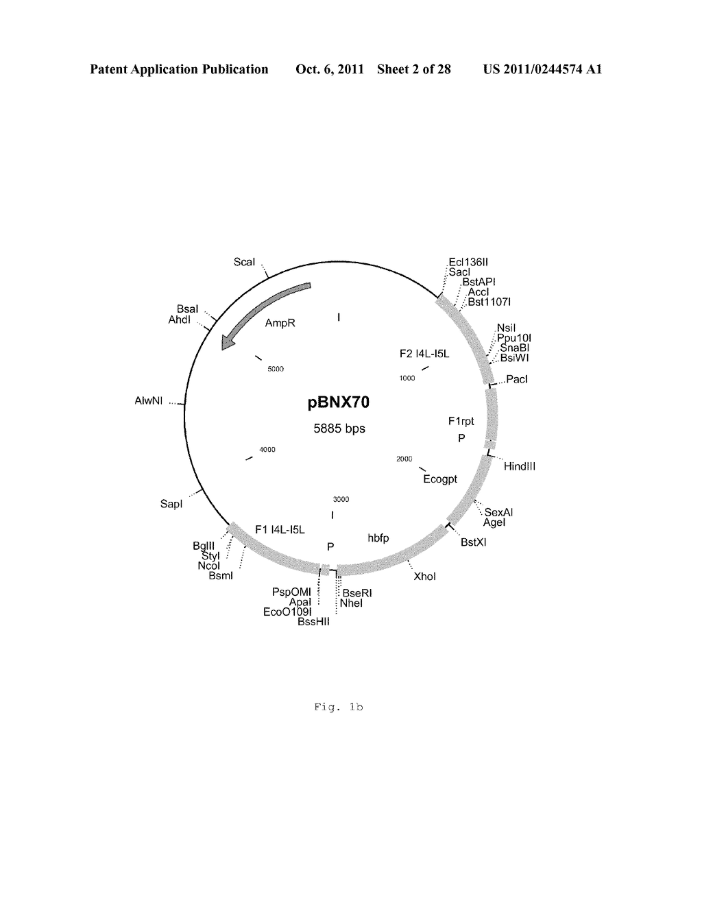 INTERGENIC REGIONS AS INSERTION SITES IN THE GENOME OF MODIFIED VACCINIA     VIRUS ANKARA (MVA) - diagram, schematic, and image 03