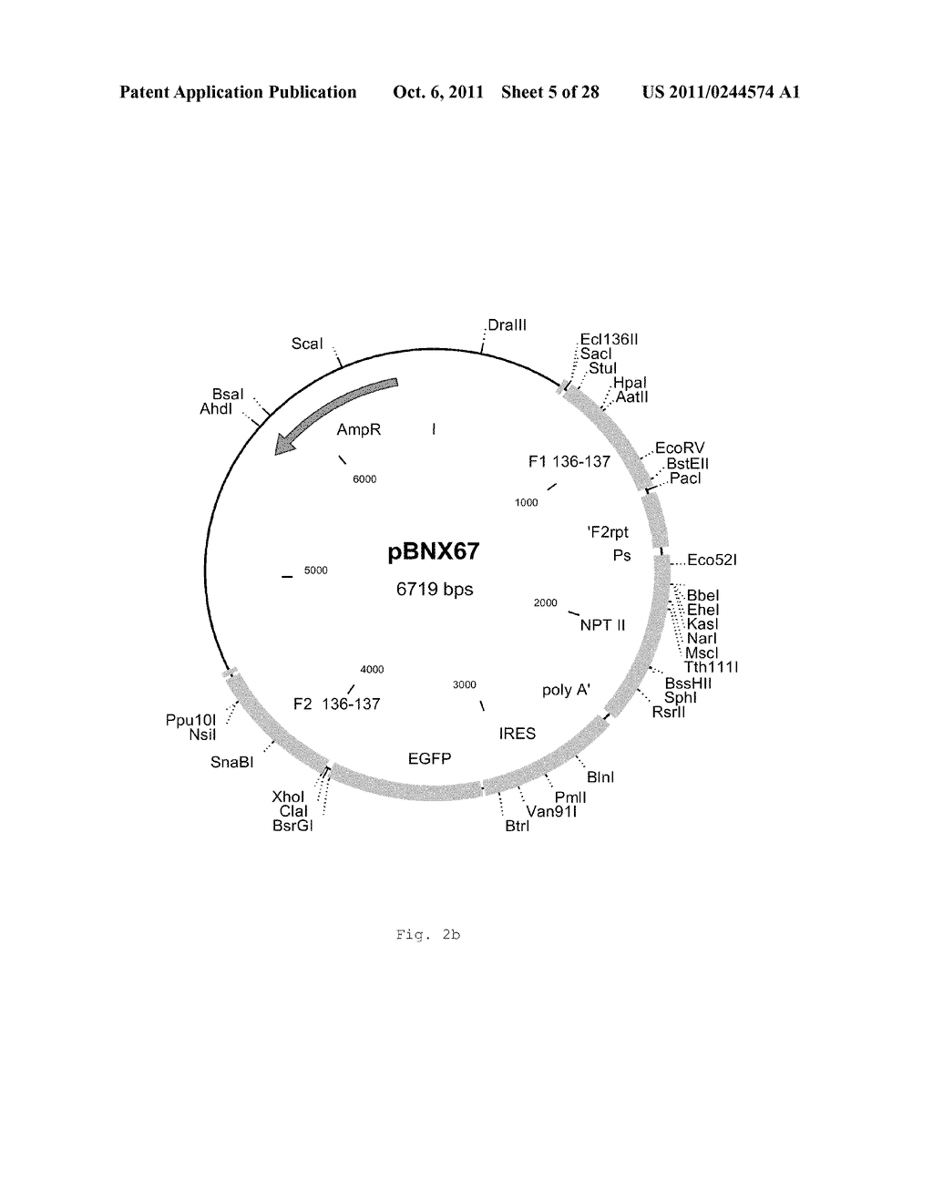 INTERGENIC REGIONS AS INSERTION SITES IN THE GENOME OF MODIFIED VACCINIA     VIRUS ANKARA (MVA) - diagram, schematic, and image 06