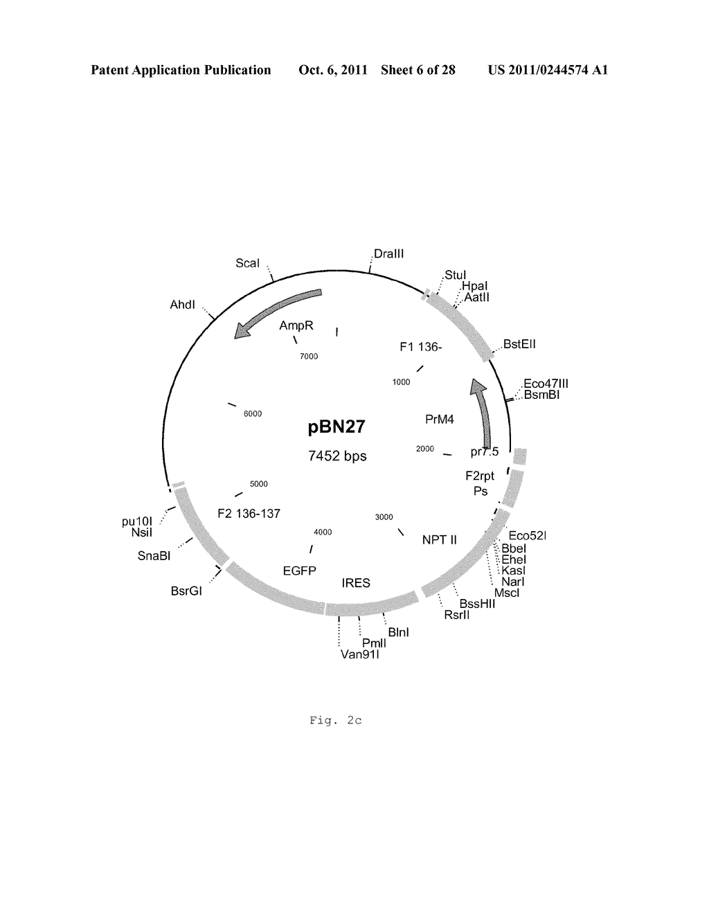 INTERGENIC REGIONS AS INSERTION SITES IN THE GENOME OF MODIFIED VACCINIA     VIRUS ANKARA (MVA) - diagram, schematic, and image 07