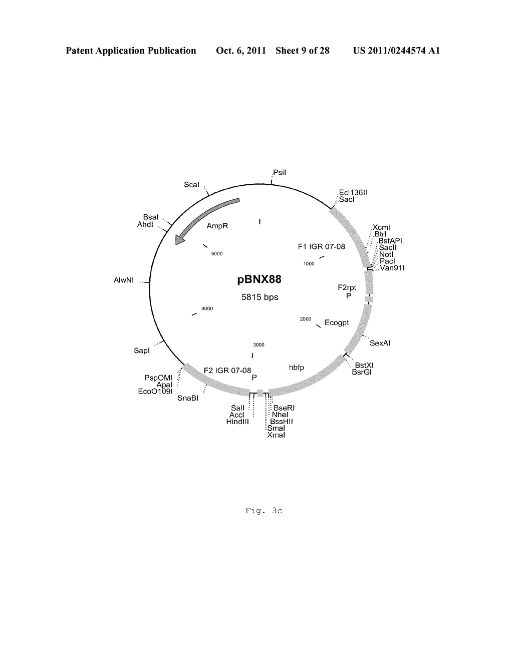 INTERGENIC REGIONS AS INSERTION SITES IN THE GENOME OF MODIFIED VACCINIA     VIRUS ANKARA (MVA) - diagram, schematic, and image 10