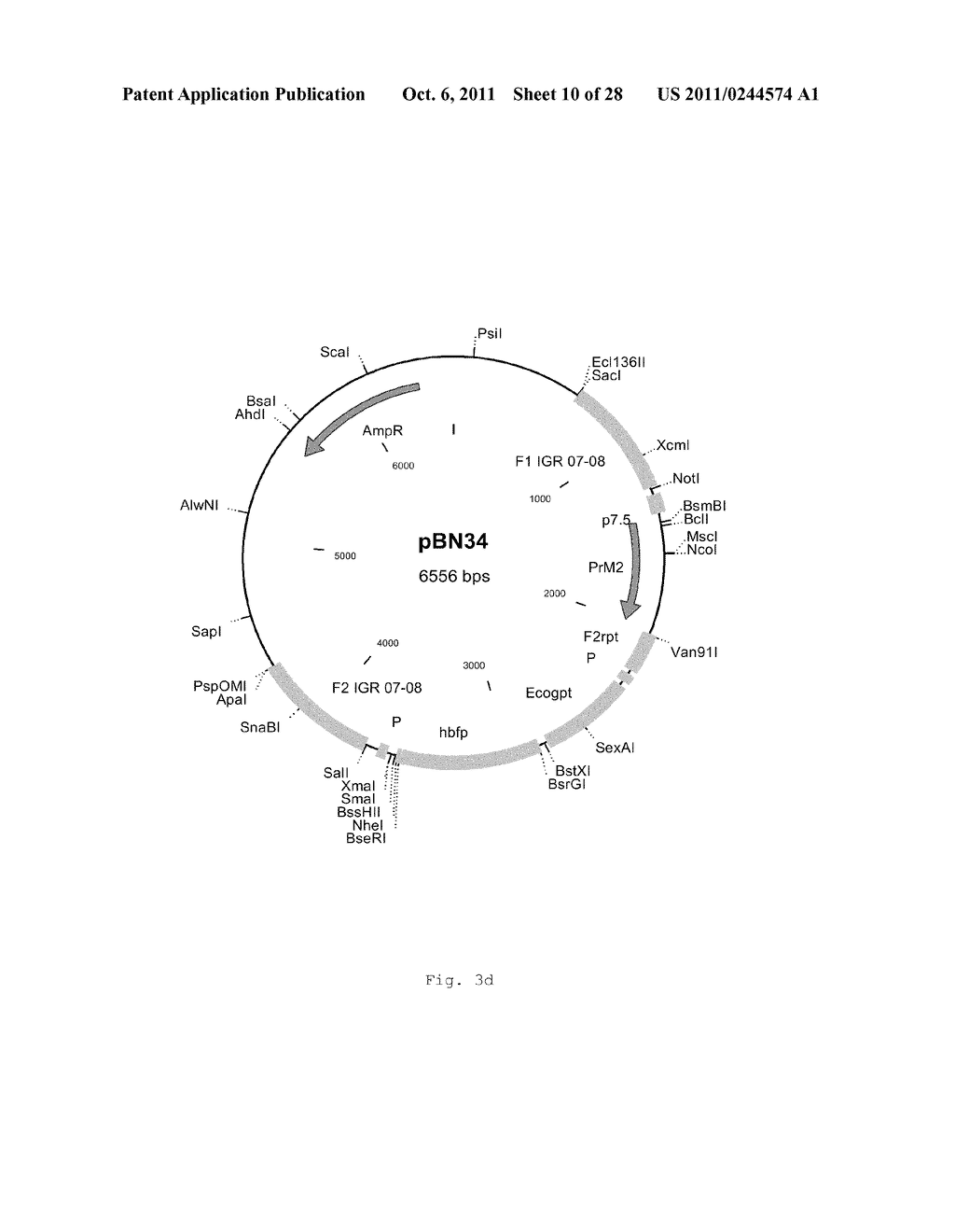 INTERGENIC REGIONS AS INSERTION SITES IN THE GENOME OF MODIFIED VACCINIA     VIRUS ANKARA (MVA) - diagram, schematic, and image 11